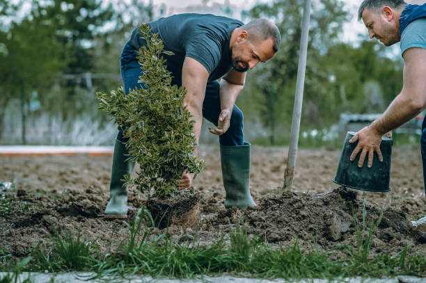 How Our Tree Care Process Works  in  Woodstock, IL